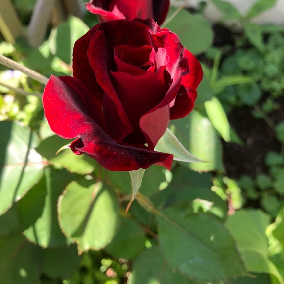 Meet your Posher, Eileen - Picture 1 of 1